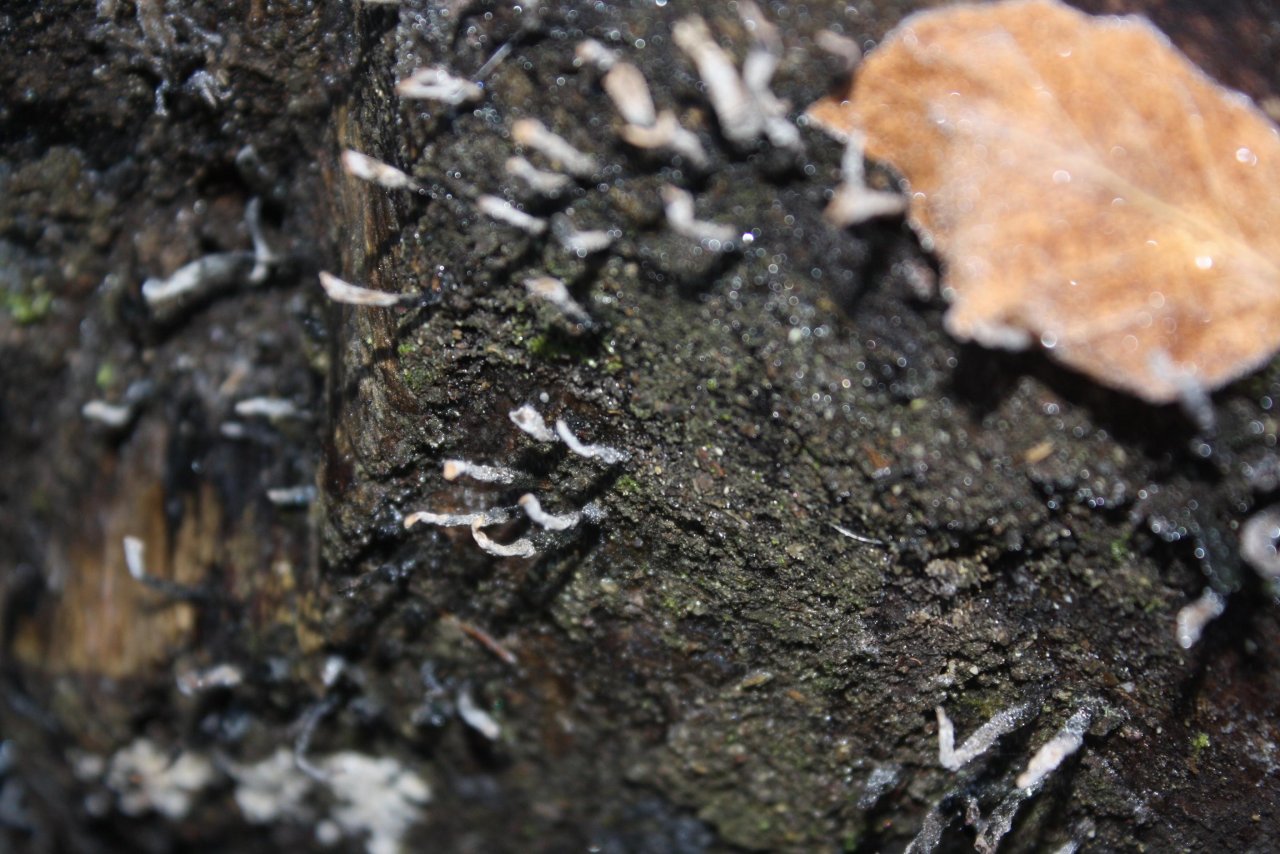 Geweihförmige Holzkeule in Pilzfinder App spotted by Treitner on 19.12.2020