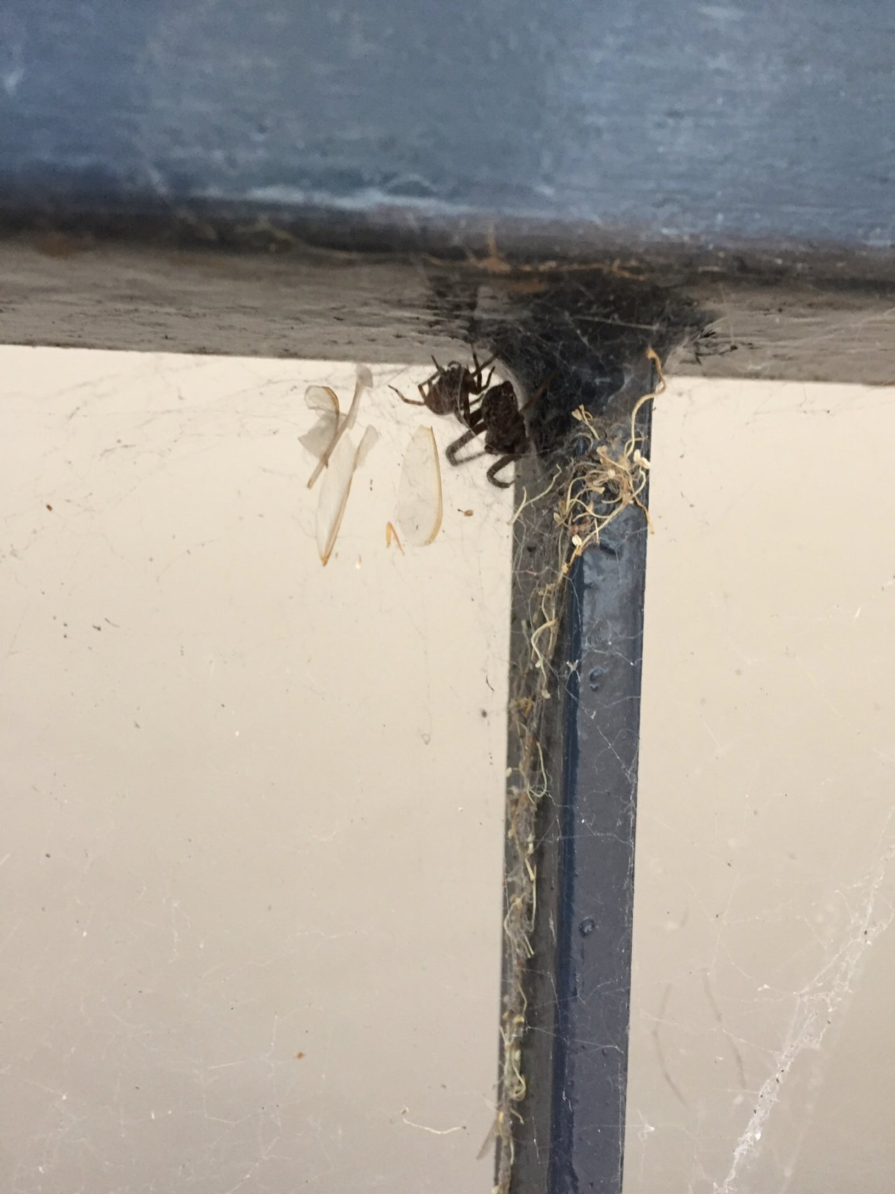 Cardinal Spider in SpiderSpotter App spotted by ednaward on 13.12.2020