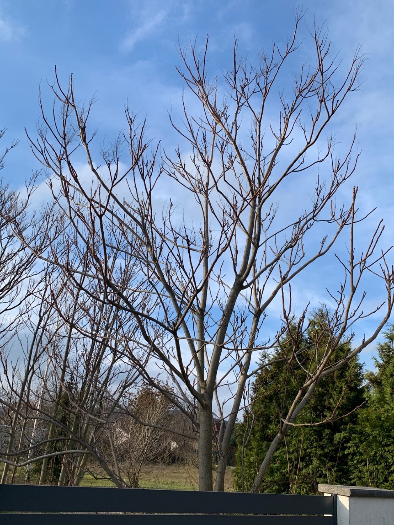 Der Chinesischer Götterbaum ist ohne Blätter. | Naturkalender App | 09.12.2020