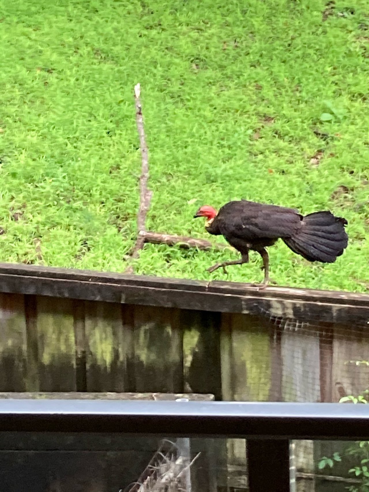 birds in BrushTurkeys App spotted by Mary Ann Irvin on 05.01.2021