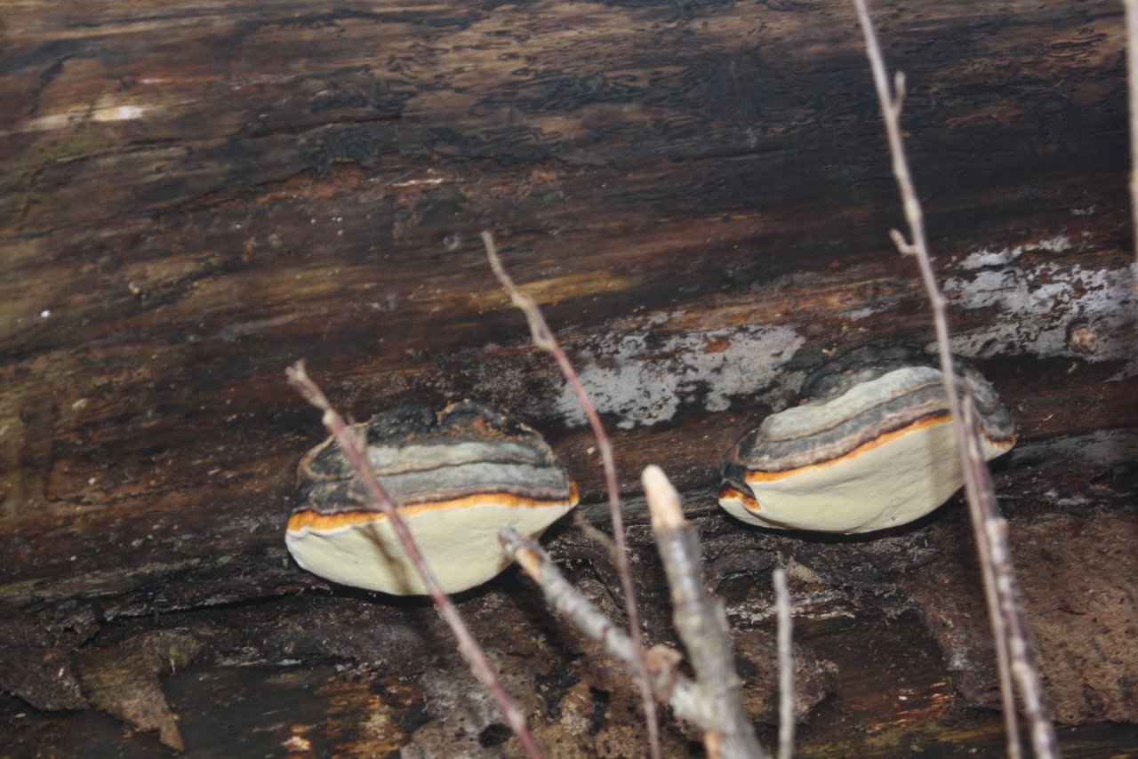 Rotrandiger Baumschwamm in Pilzfinder App spotted by Treitner on 16.12.2020