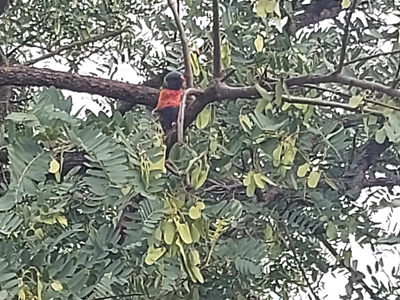 Other bird in Big City Birds App spotted by Feather on 28.01.2021