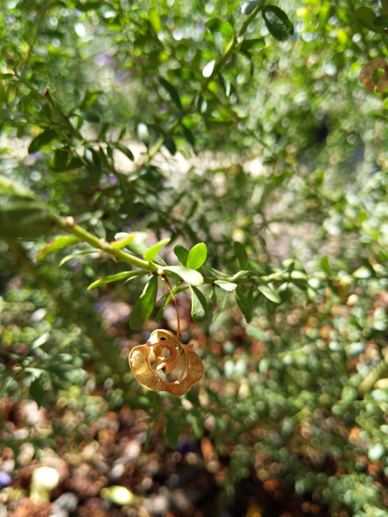 Gold-Dust Wattle in ClimateWatch App spotted by Sandra McCullough on 14.12.2020