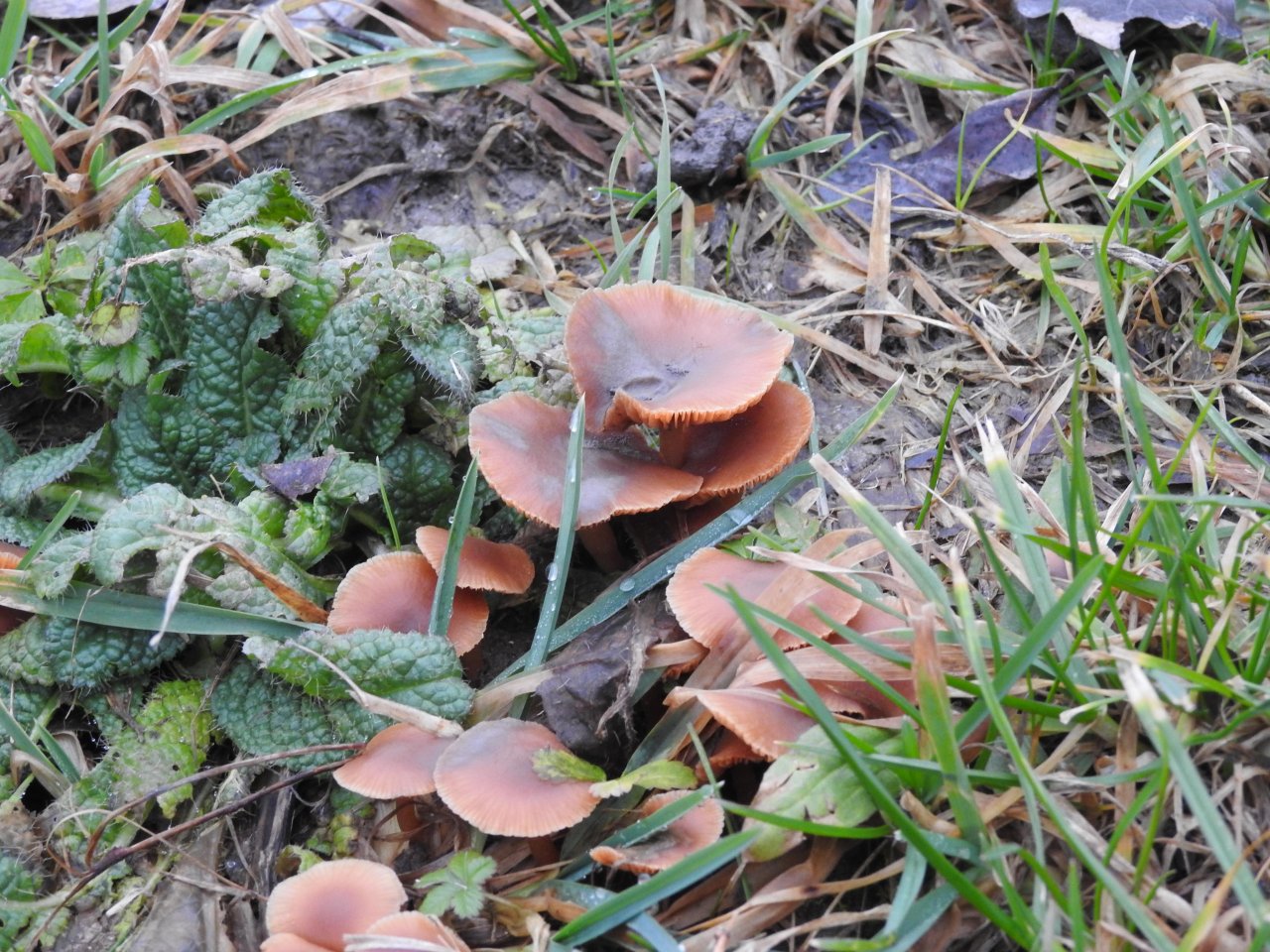 anderer Lamellenpilz (dunkel) in Pilzfinder App spotted by Bernd Tobler on 02.01.2021