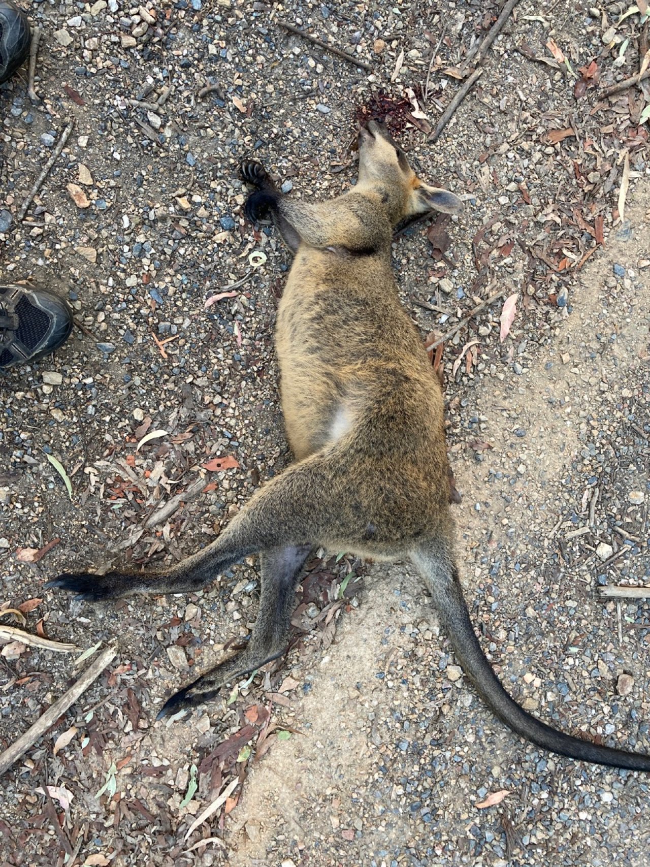 Anderes Säugetier in Roadkill App spotted by Craigs on 14.01.2021