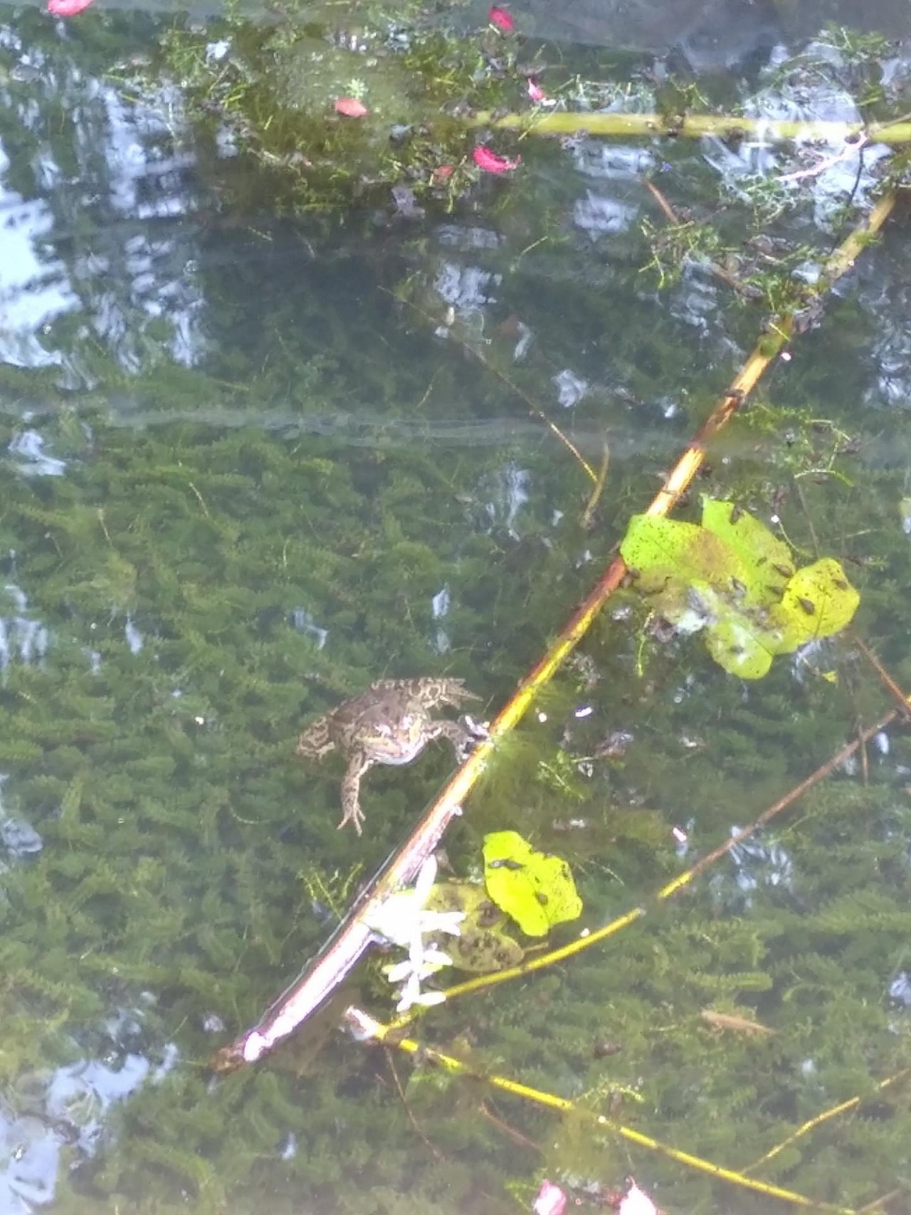 Animals in NatureSpots App spotted by TheOSWR on 20.01.2021