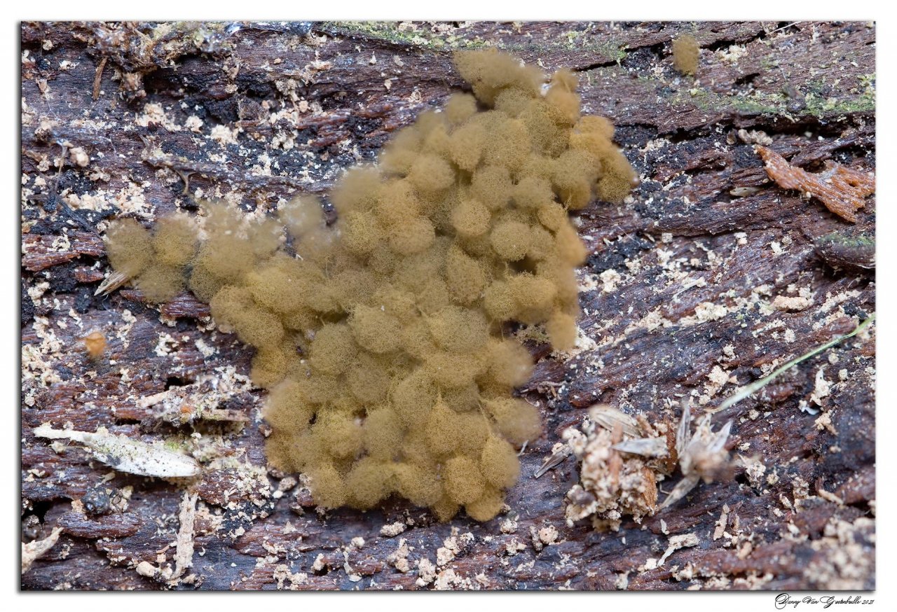 anderer Schleimpilz in Pilzfinder App spotted by Danny VG on 25.02.2021