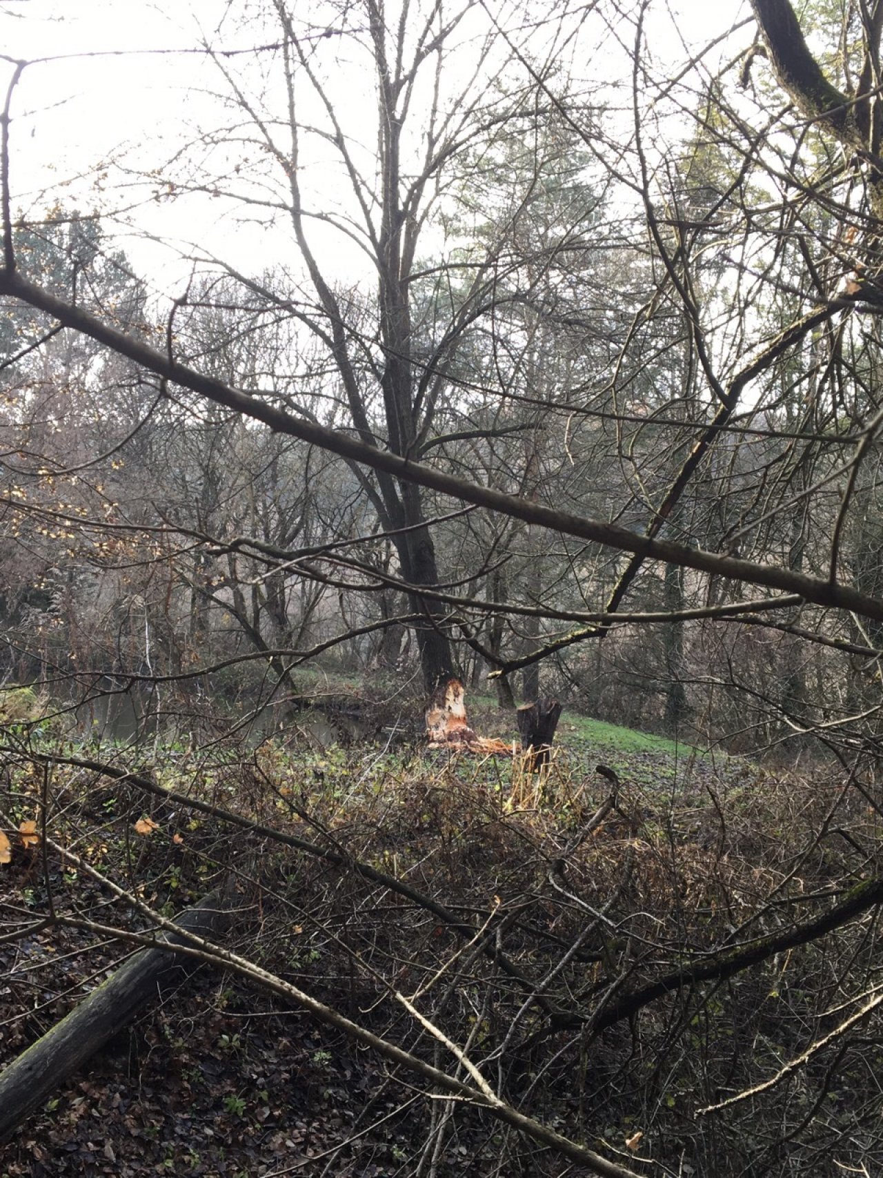 Eine andere Tierart in Naturkalender App spotted by Seidelbast on 12.12.2020