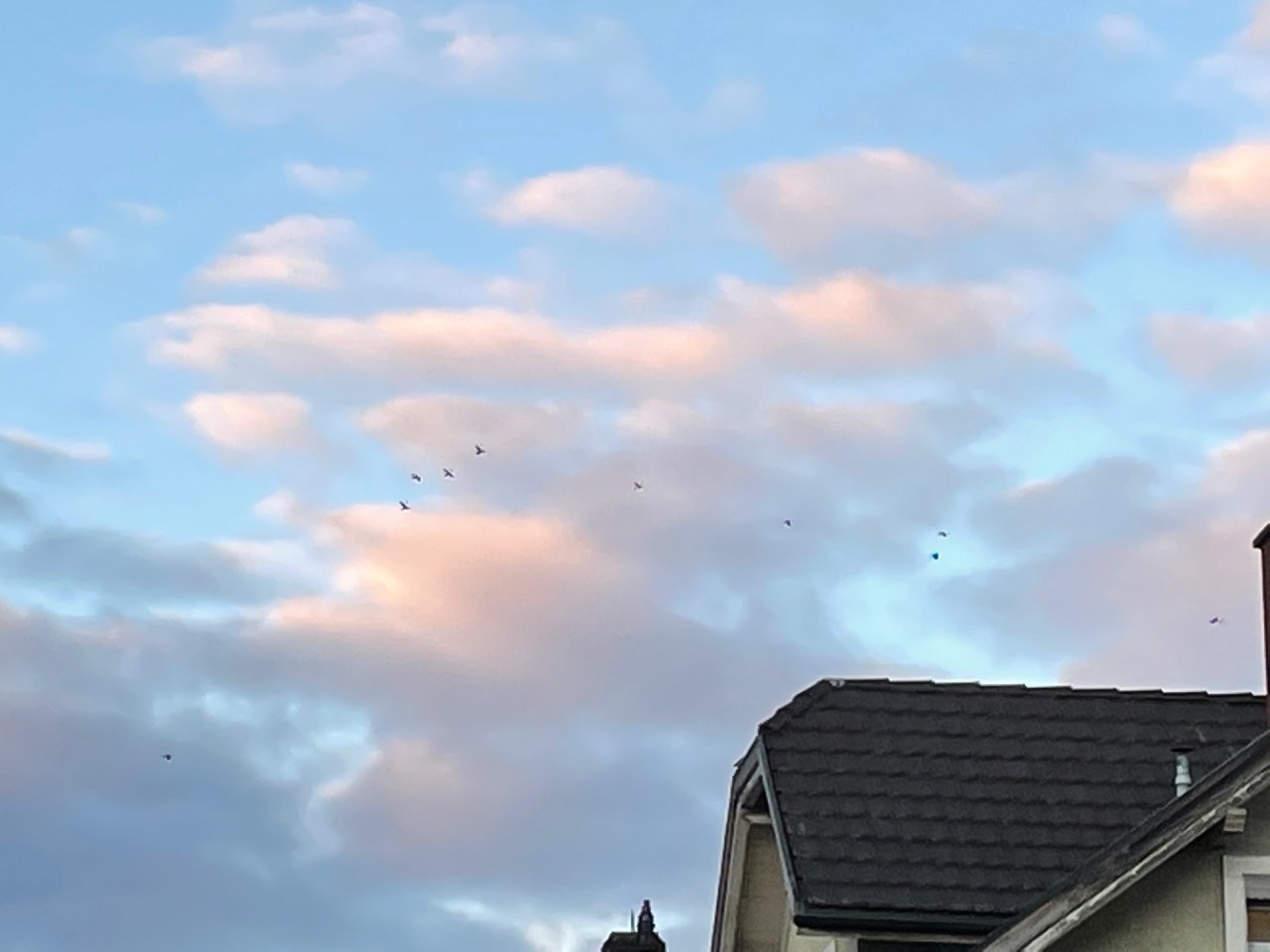 Carrion Crow in KraMobil App spotted by Andreas Ryser on 30.12.2020