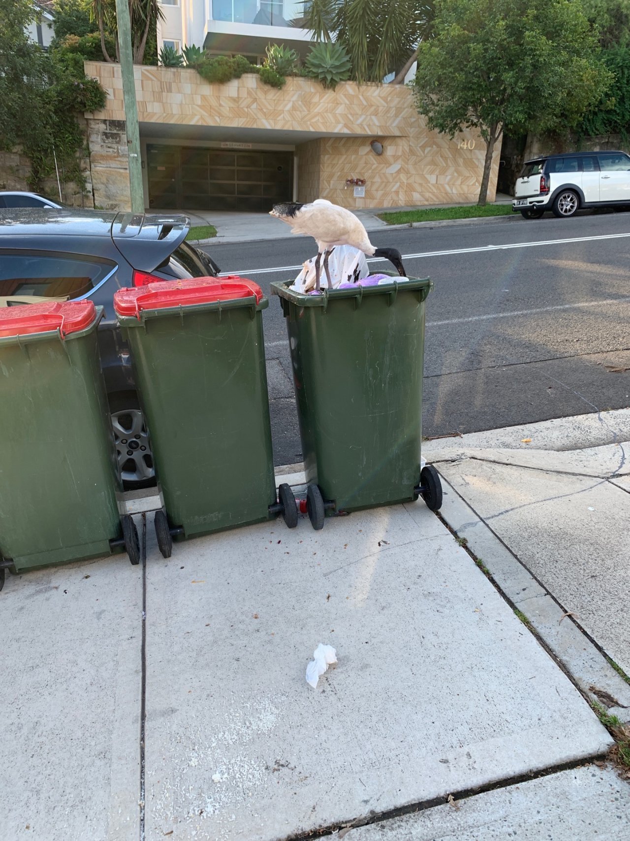 White Ibis in Big City Birds App spotted by Sean Serduk on 05.01.2021