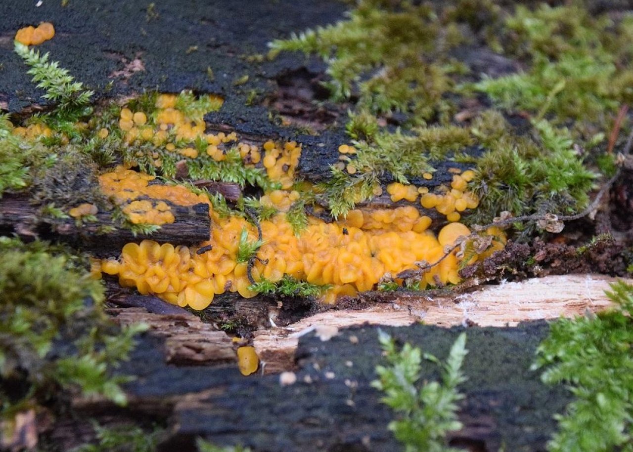 Andere Art in Pilzfinder App spotted by Markus Sabor on 13.12.2020