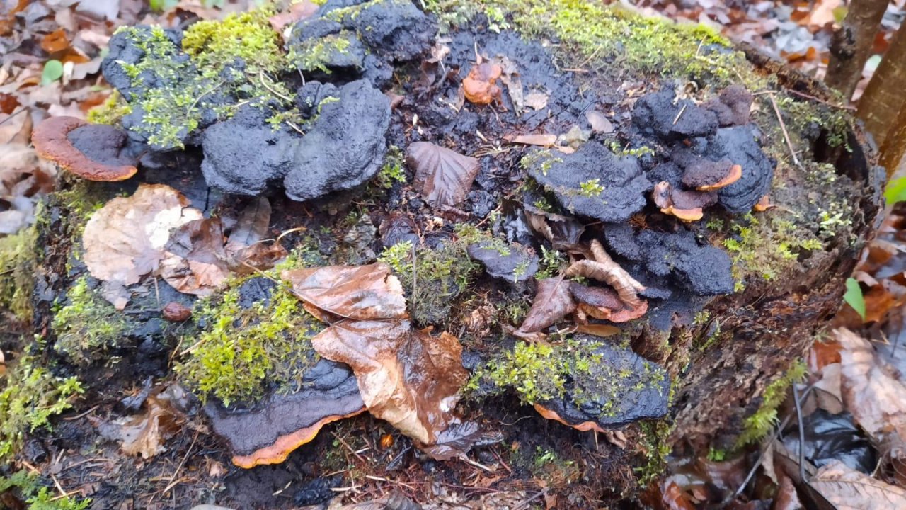 Rotrandiger Baumschwamm in Pilzfinder App spotted by Florian Brengel on 24.12.2020