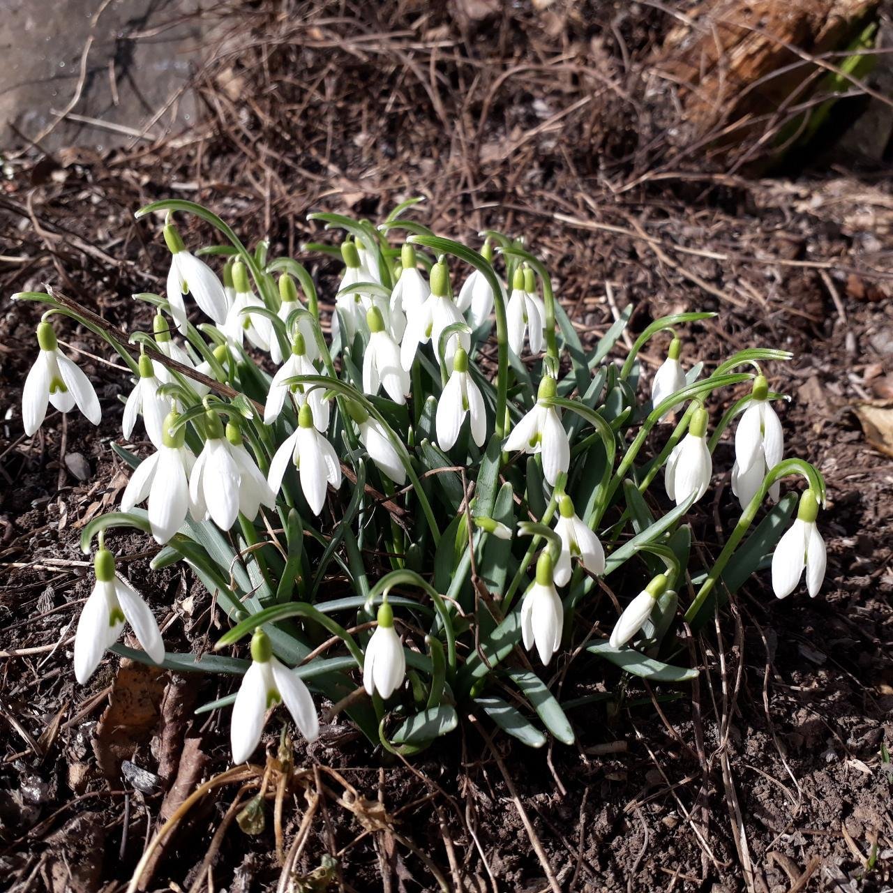 Kleines Schneegloeckchen in Naturkalender App spotted by Bienenvater on 25.02.2021