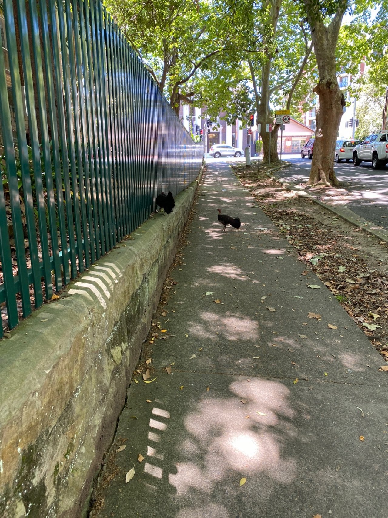 birds in BrushTurkeys App spotted by Stwarren on 14.01.2021