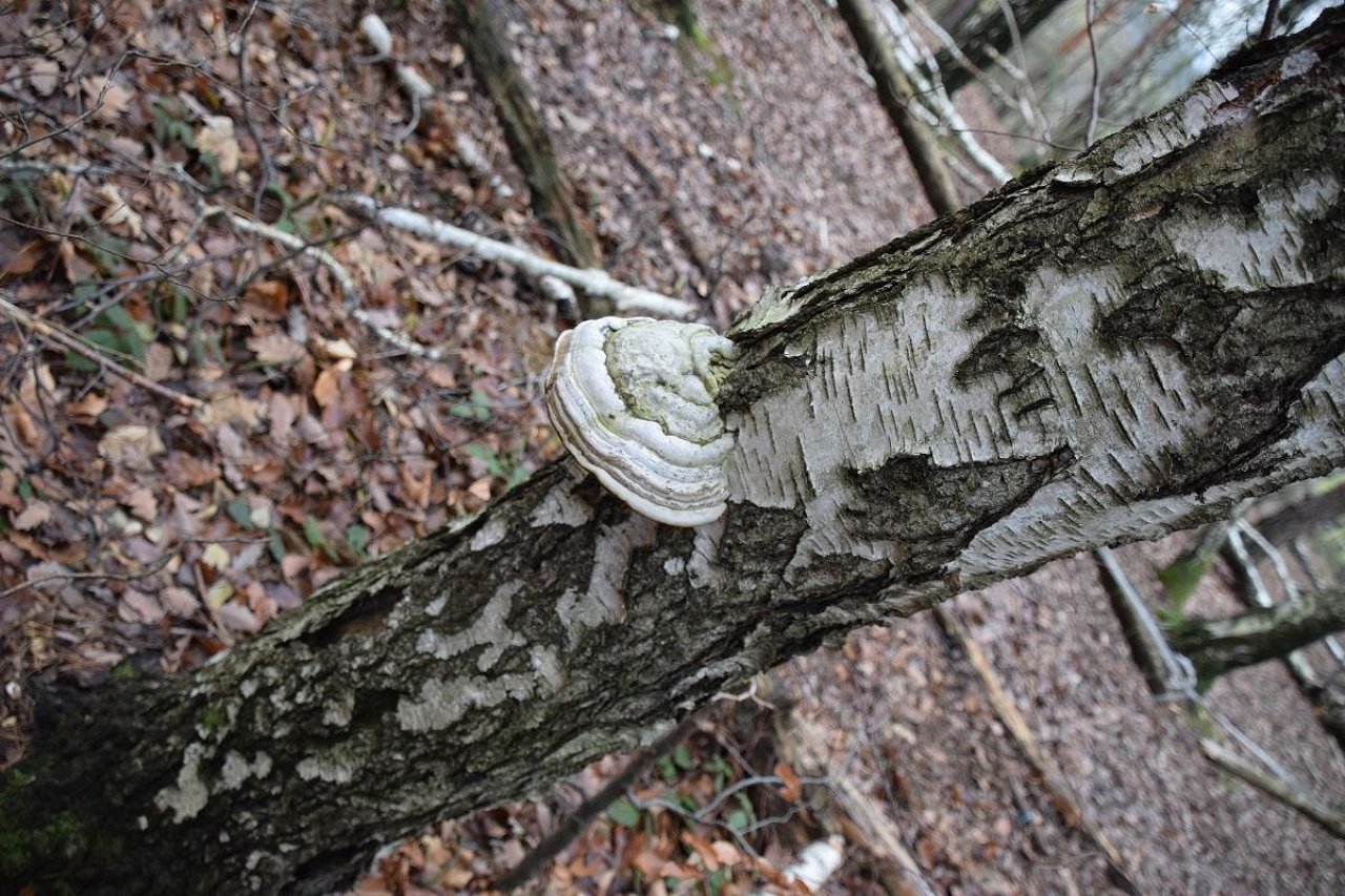 Zunderschwamm in Pilzfinder App spotted by Markus Sabor on 13.12.2020