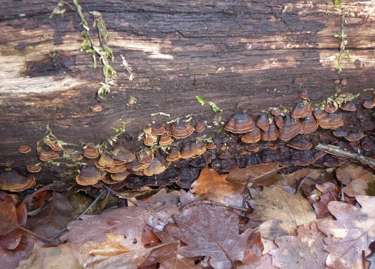 Rotbrauner Borstenscheibling in Pilzfinder App spotted by Othmar Horak on 21.01.2021