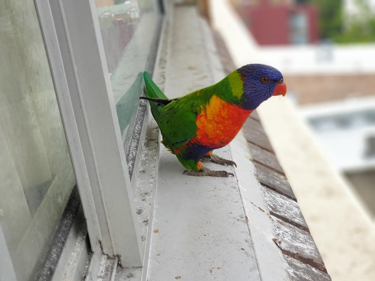 Other bird in Big City Birds App spotted by TomMassey on 28.01.2021