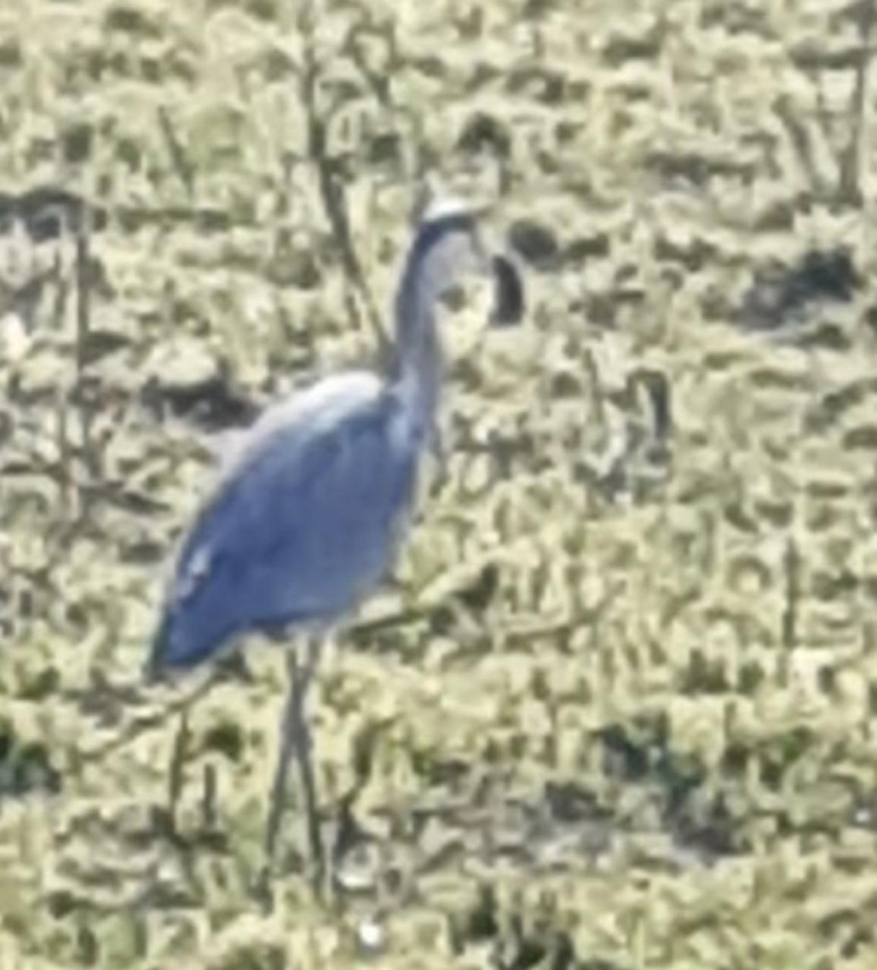 Eine andere Tierart in Naturkalender App spotted by Julihele on 25.02.2021