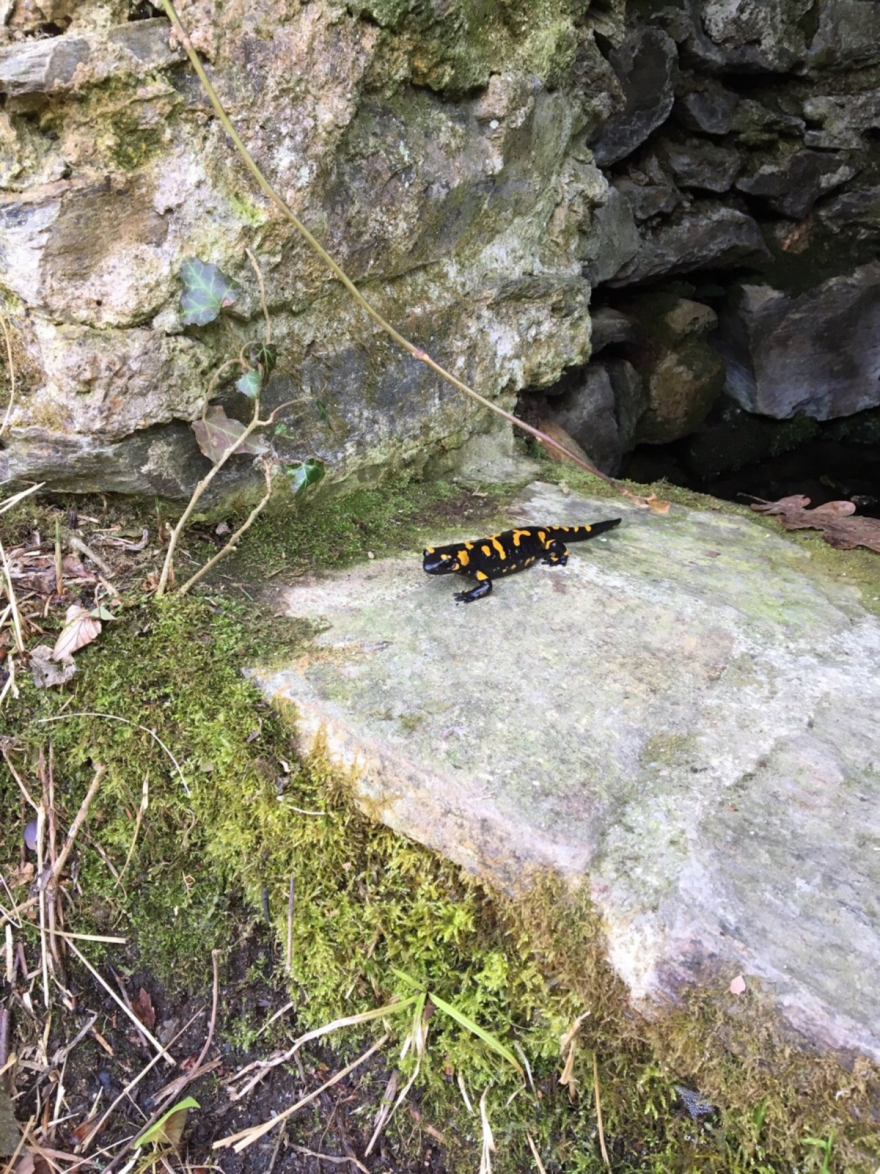 Eine andere Tierart in Naturkalender App spotted by Seidelbast on 25.02.2021