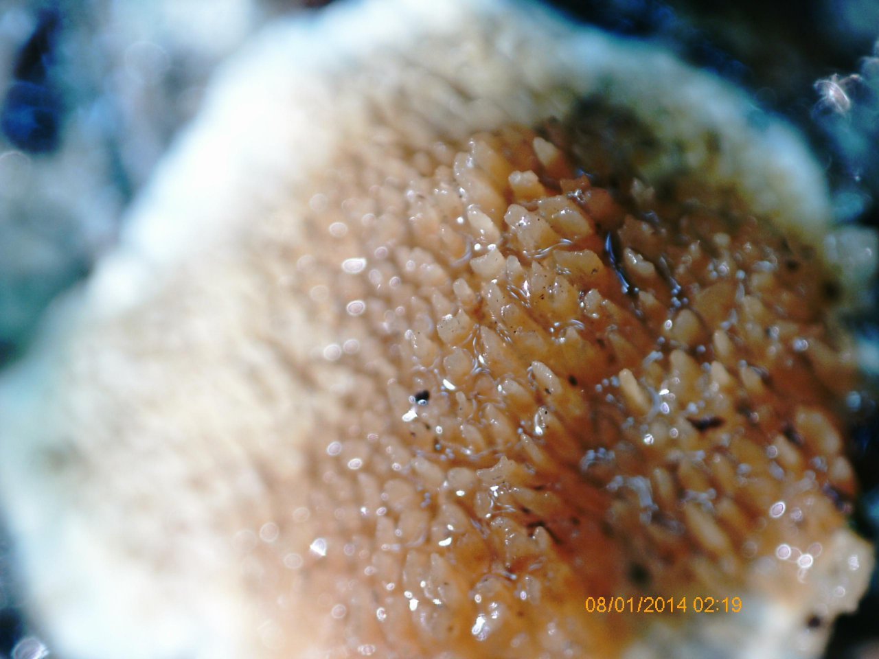 anderer Leistling / Stachelpilz in Pilzfinder App spotted by Treitner on 03.01.2021