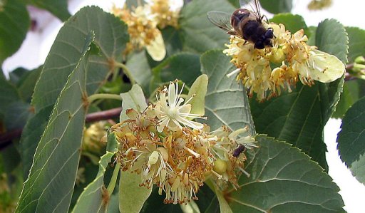 Tília de folhas pequenas