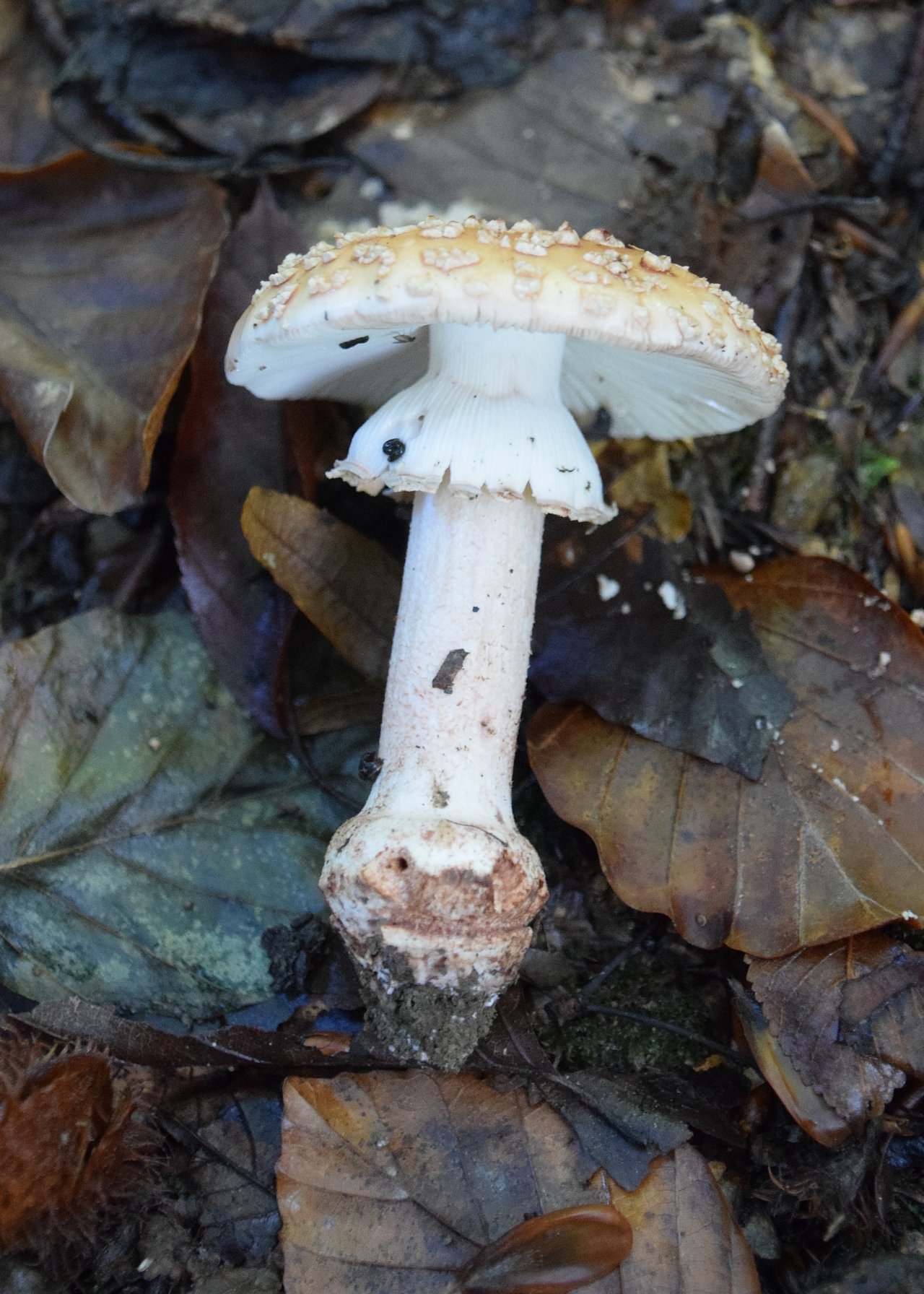 Perlpilz in Pilzfinder App spotted by Markus Sabor on 26.09.2020