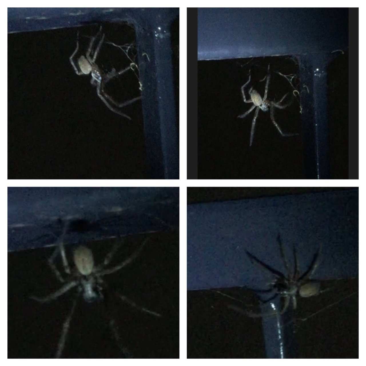 other species in SpiderSpotter App spotted by ednaward on 13.12.2020