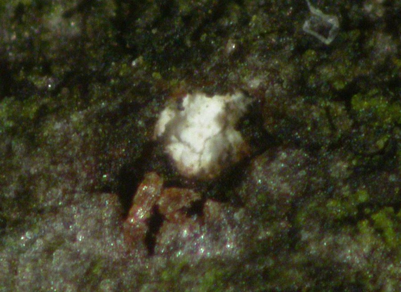 anderer Becherling in Pilzfinder App spotted by Matthaeus Koncilja on 12.12.2020