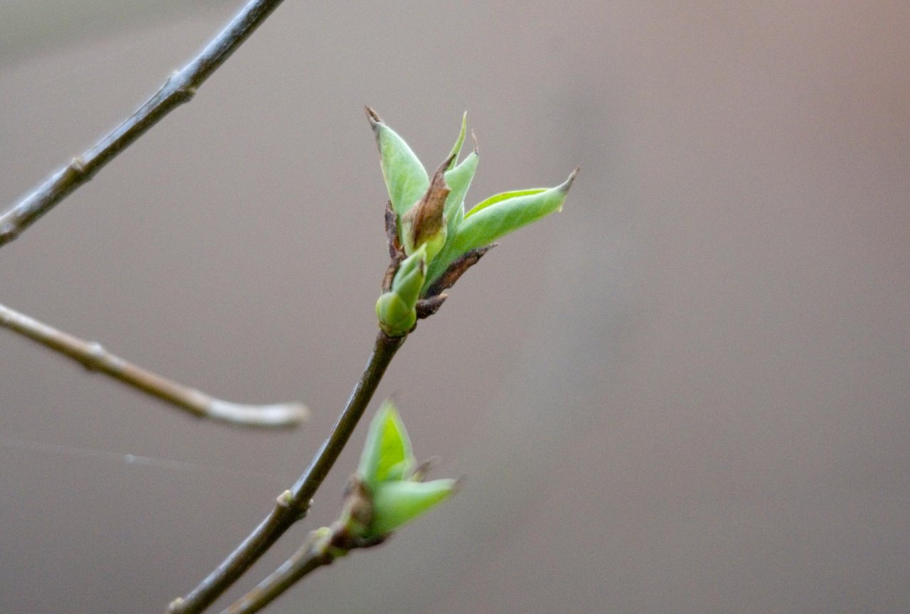 Plants in NatureSpots App spotted by Danny VG on 05.02.2021