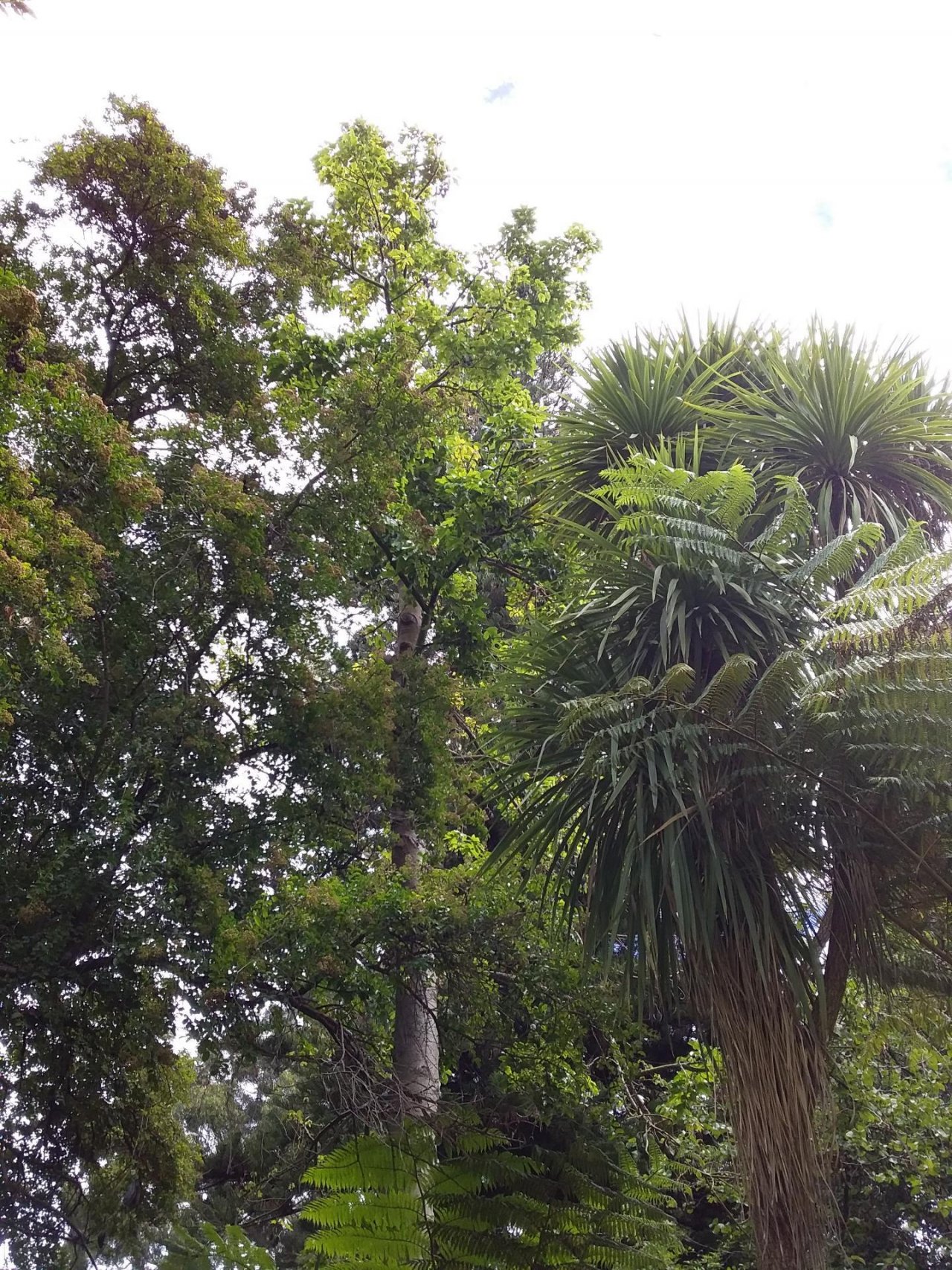 Illawarra Flame Tree in ClimateWatch App spotted by Glenn Pegrum on 08.03.2021