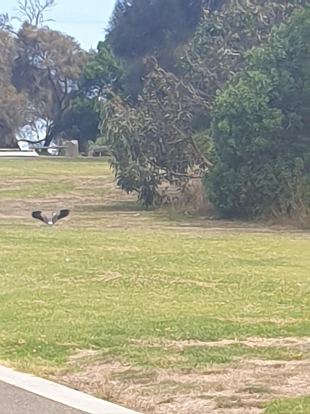 Masked Lapwing in ClimateWatch App spotted by Callan Spencer on 25.02.2021