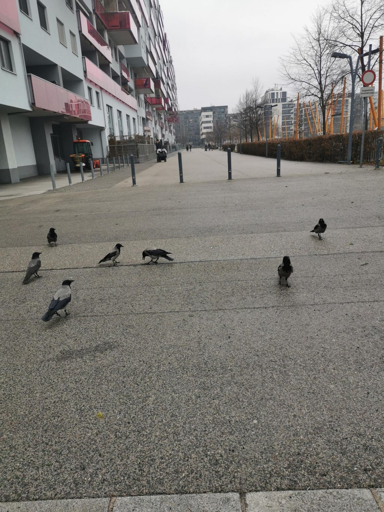 Hooded Crow in KraMobil App spotted by MargaritaFlores on 05.01.2021