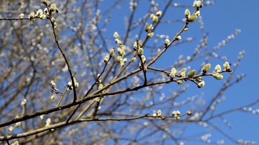 Salix caprea