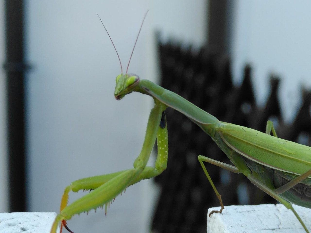 Animals in NatureSpots App spotted by TheOSWR on 21.10.2020