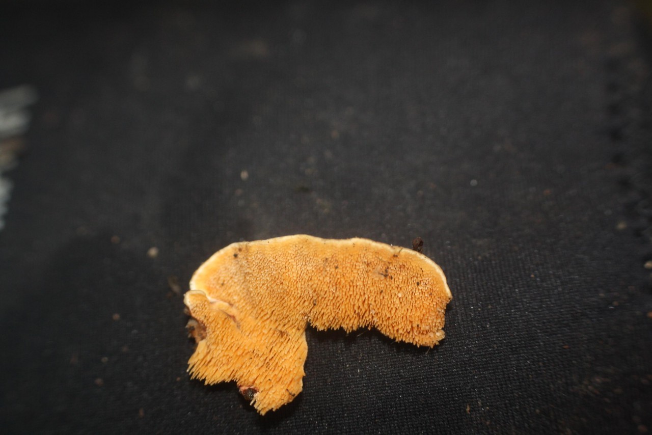 anderer Schichtpilz in Pilzfinder App spotted by Treitner on 10.12.2020