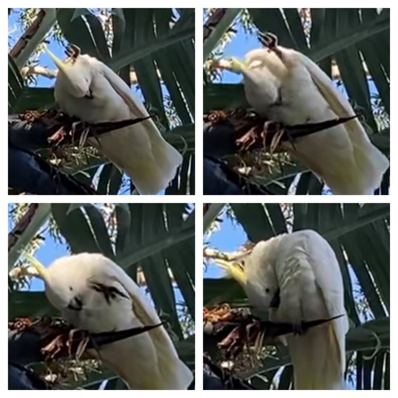 Sulphur-crested Cockatoo in Big City Birds App spotted by ednaward on 05.02.2021