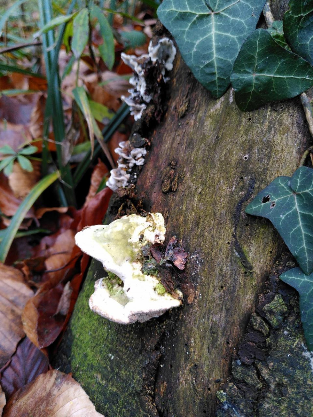 anderer Porling in Pilzfinder App spotted by TheOSWR on 13.12.2020