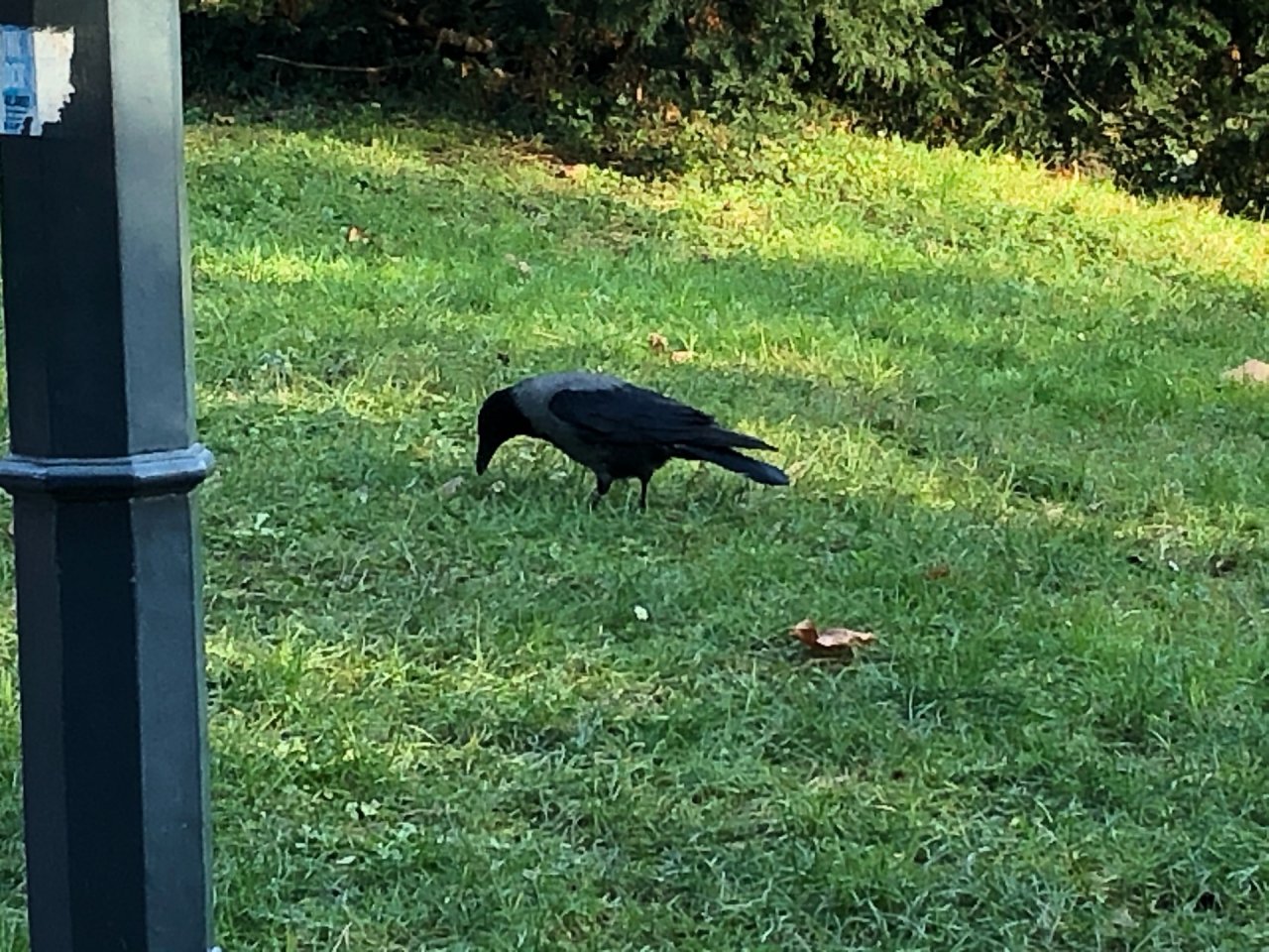 Hooded Crow in KraMobil App spotted by Krarin on 26.12.2020