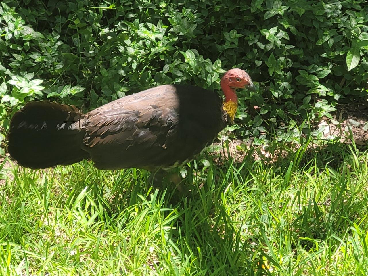 birds in BrushTurkeys App spotted by Helen Sloan on 11.01.2021