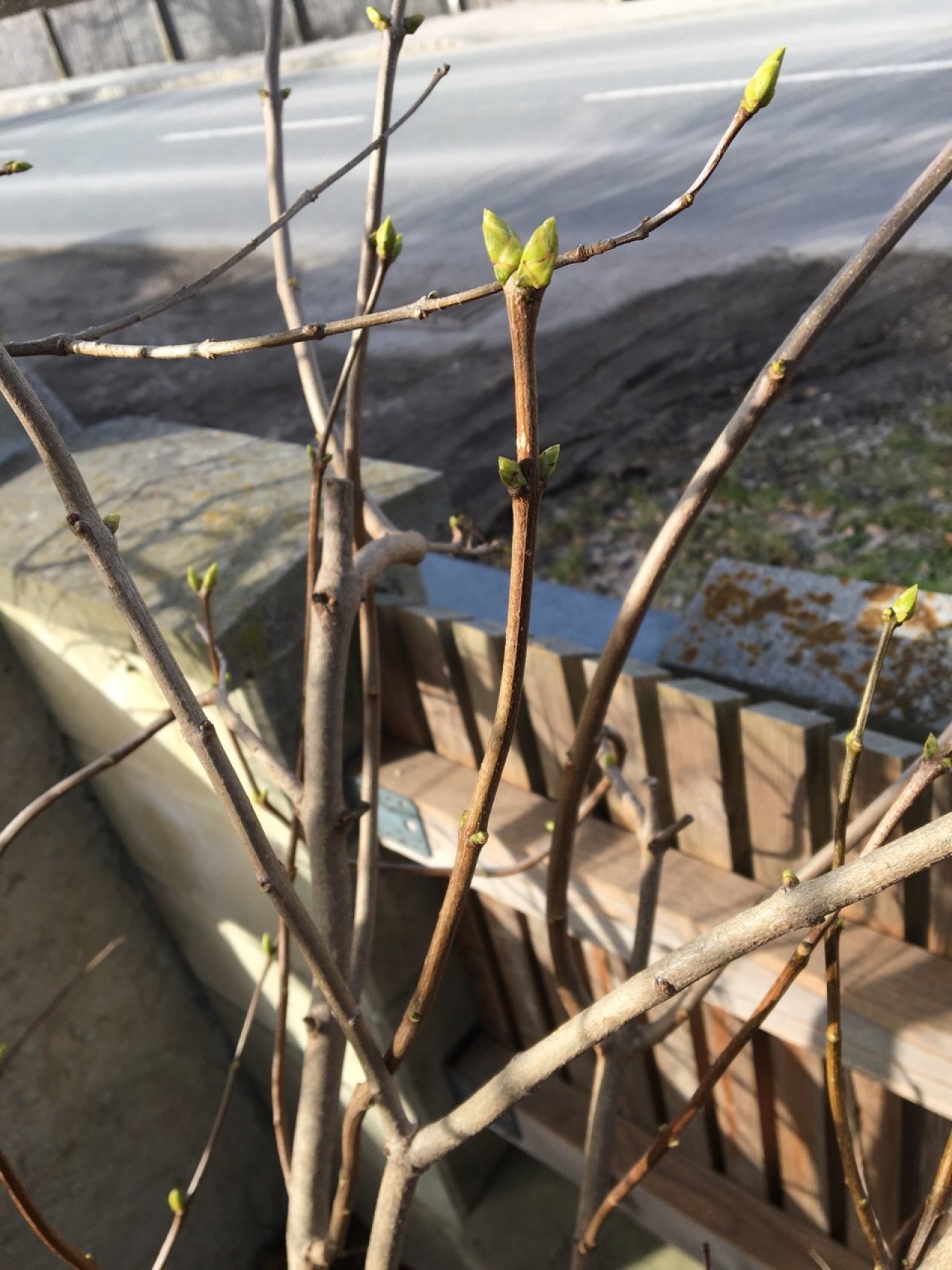 Flieder in Naturkalender App spotted by Seidelbast on 24.02.2021