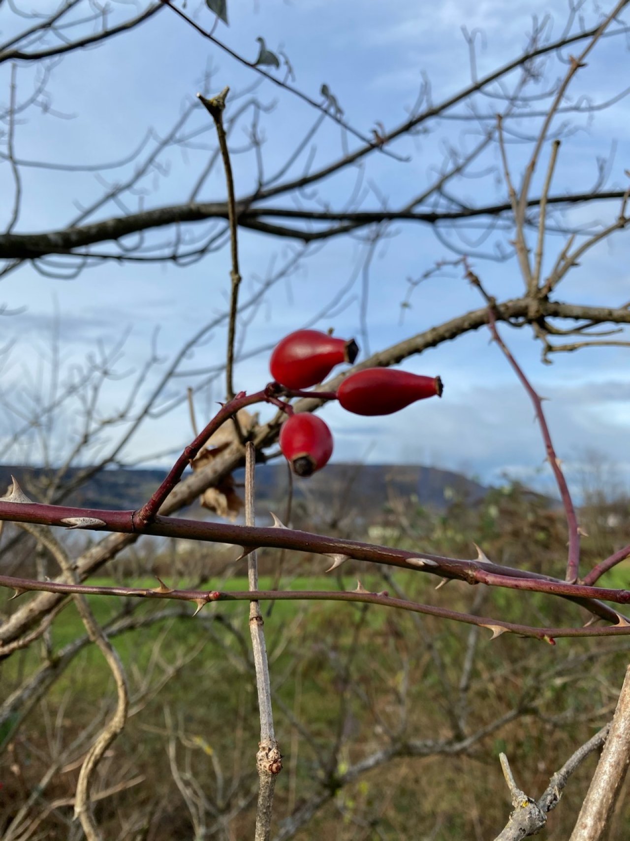 Eine andere Art in Naturkalender Oberösterreich App spotted by Fee on 23.12.2020