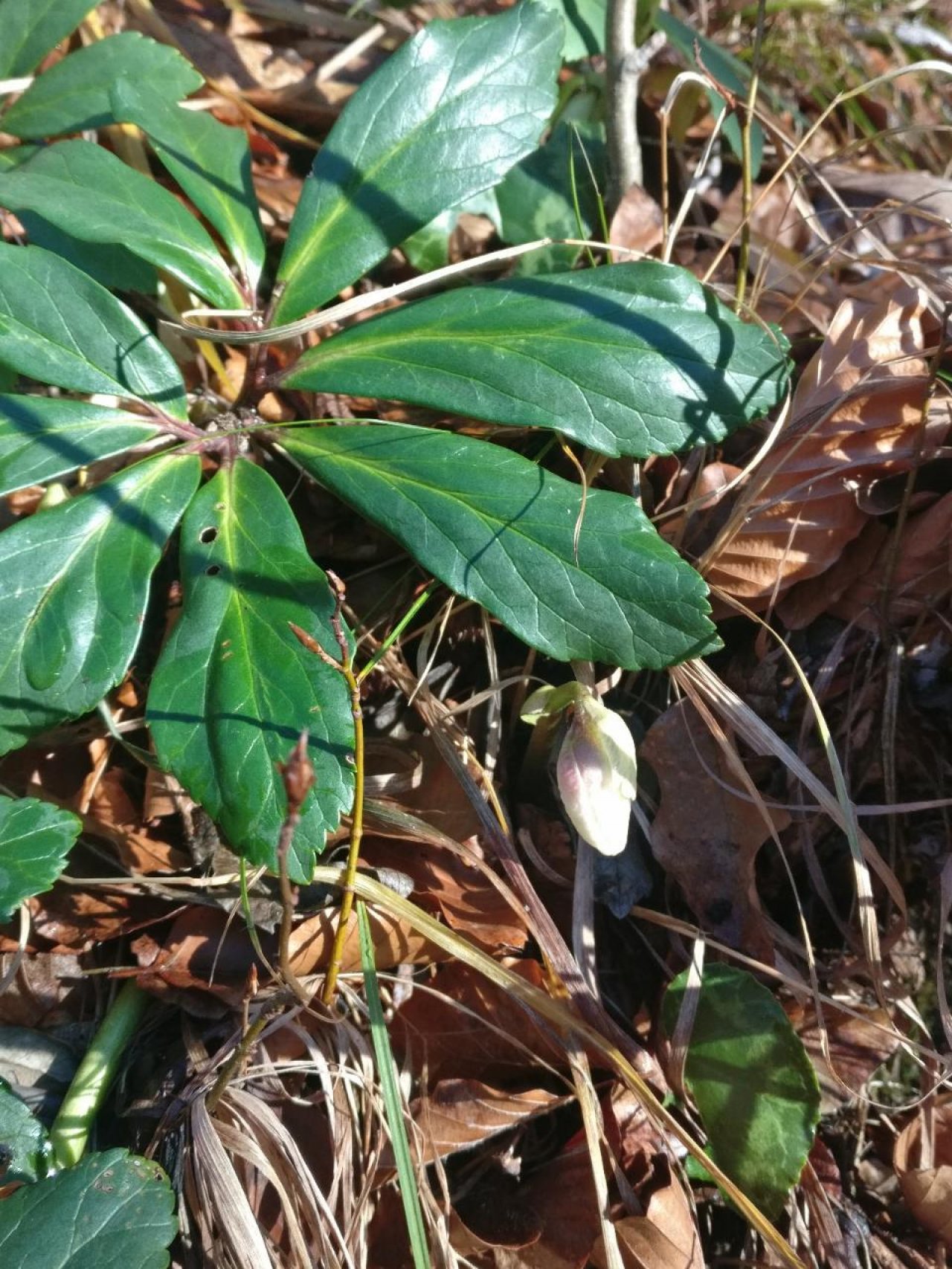 Eine andere krautige Art in Naturkalender App spotted by Susi on 20.12.2020