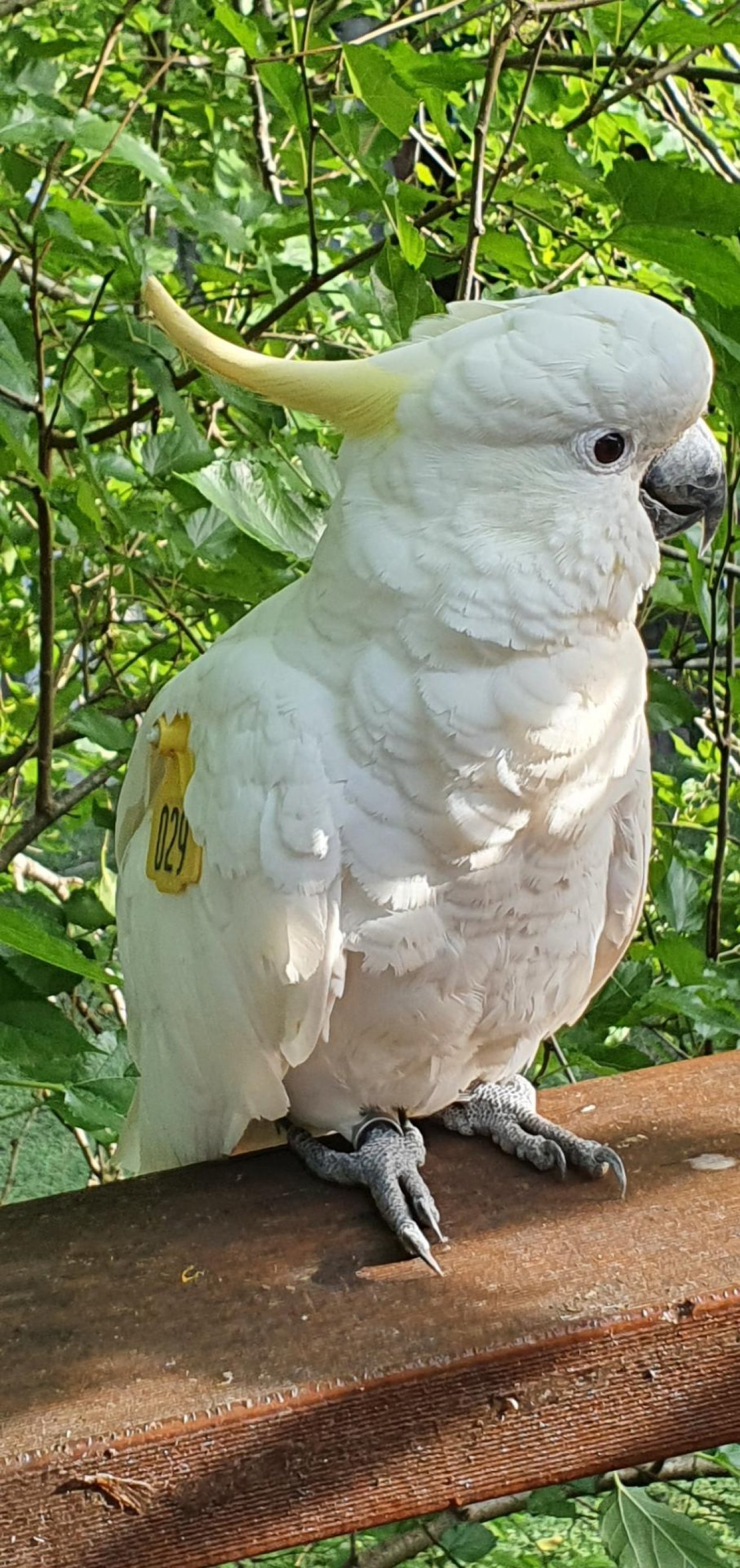 Sulphur-crested Cockatoo in Big City Birds App spotted by Fullersrd on 23.12.2020