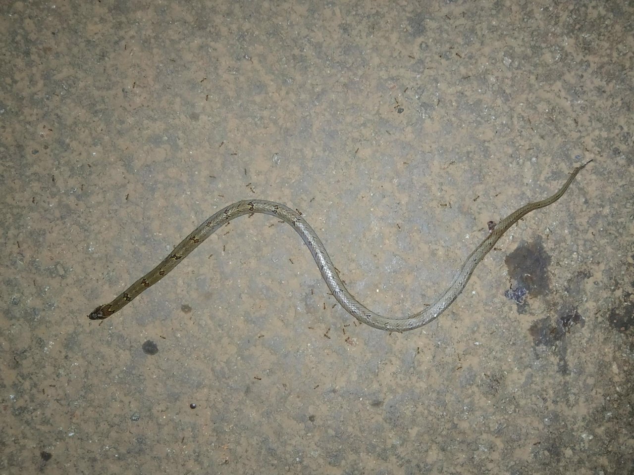 Schlange in Roadkill App spotted by Nikhil17 on 28.01.2021