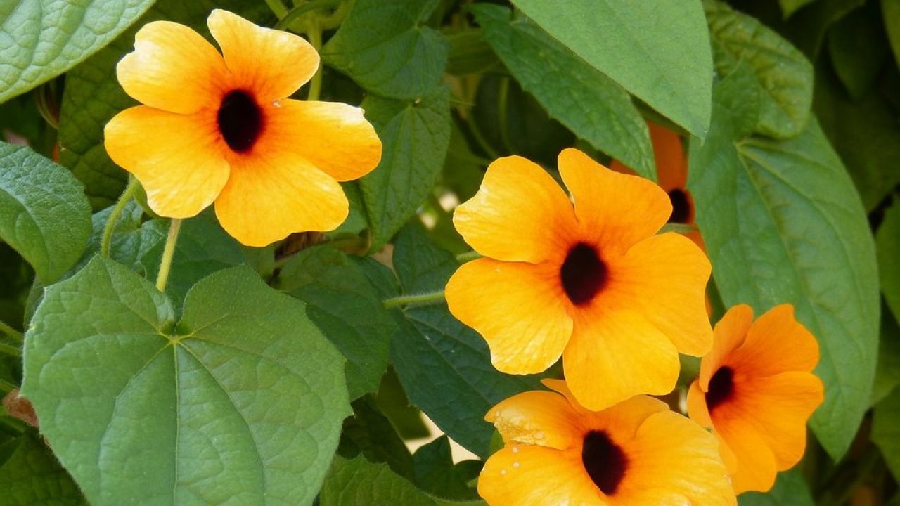 Trepadeira Susan de olhos pretos