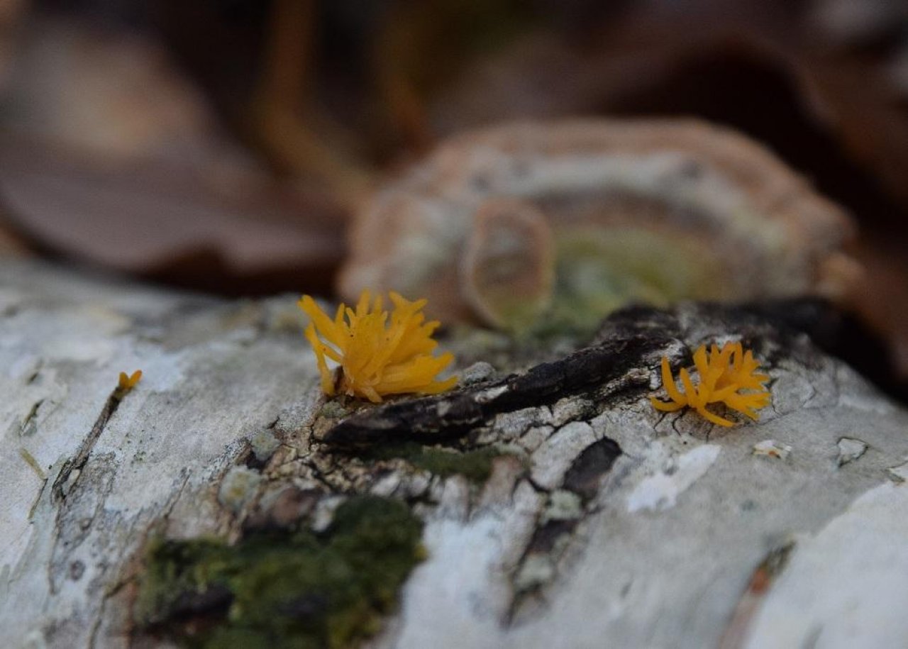 anderer Keulen- / Korallenpilz in Pilzfinder App spotted by Markus Sabor on 13.12.2020