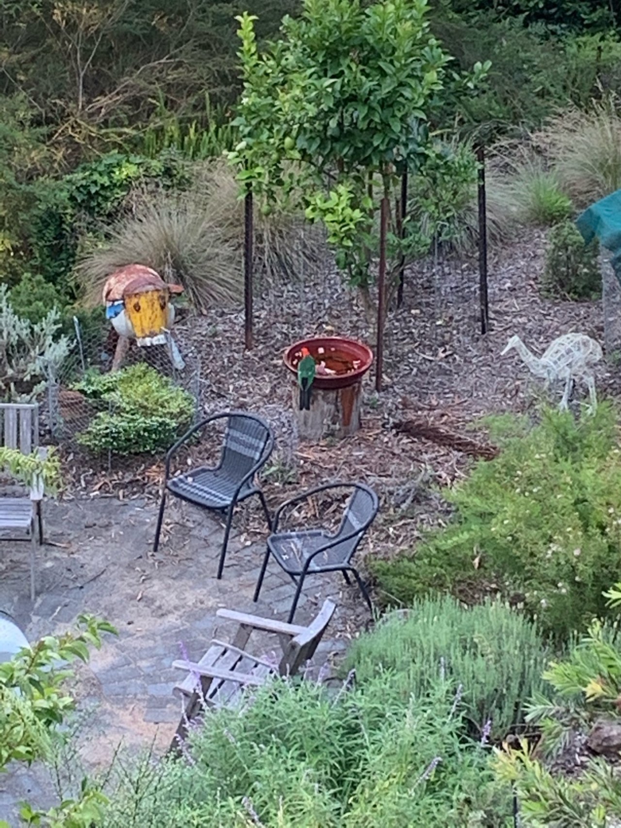 Other bird in Big City Birds App spotted by Janine Martin on 17.12.2020