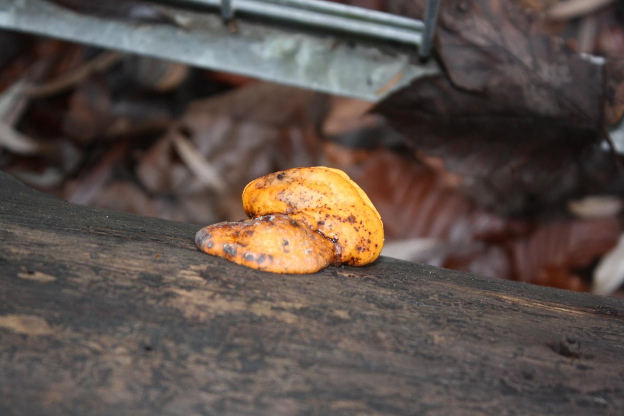 Rotrandiger Baumschwamm in Pilzfinder App spotted by Treitner on 17.12.2020