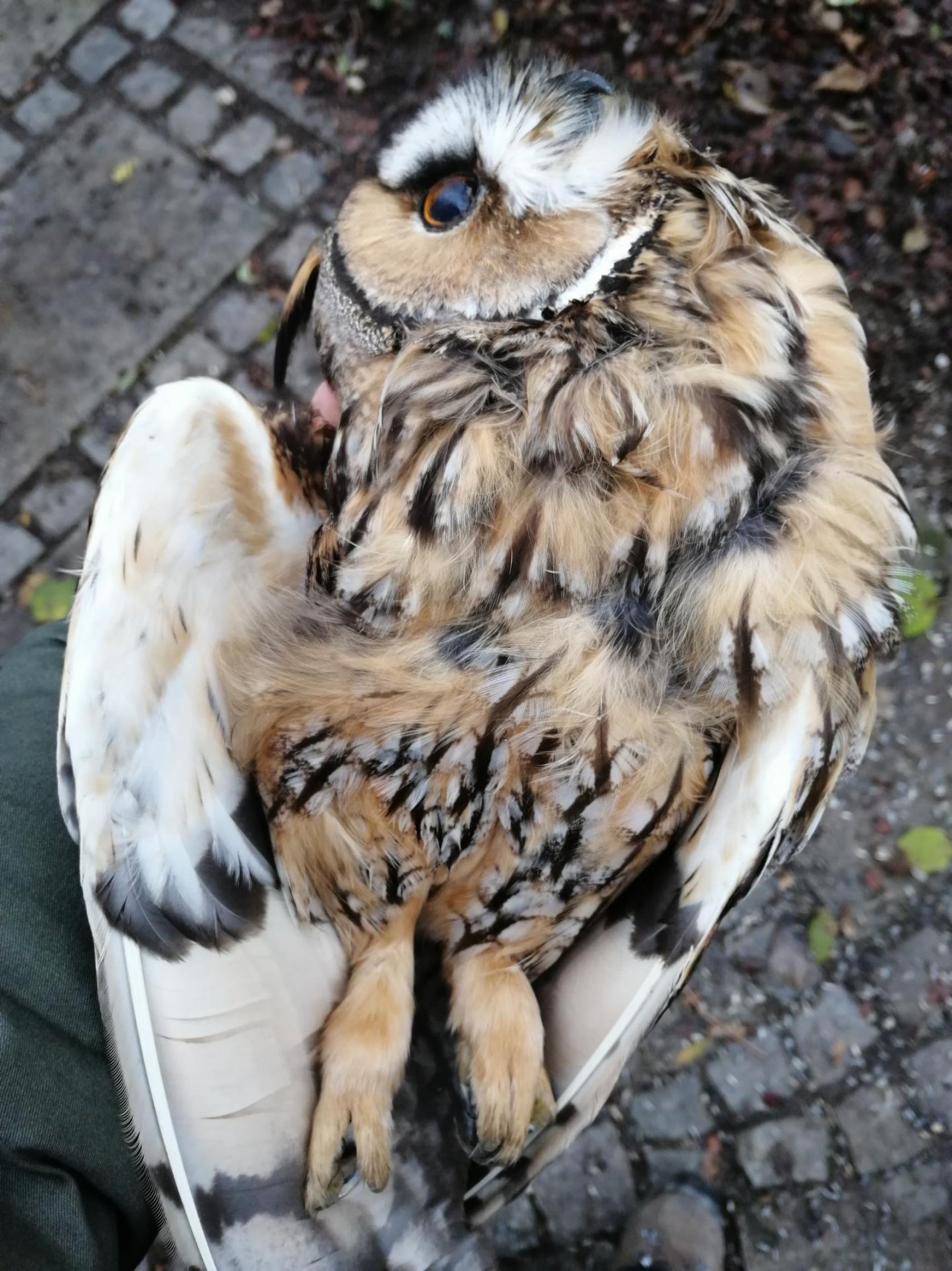 größer als Taube in Roadkill App spotted by Waldbraxe on 20.12.2020