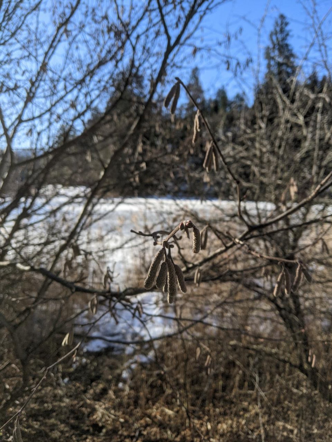 Haselstrauch in Naturkalender App spotted by Heemuul on 19.12.2020